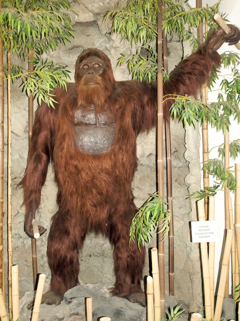 gigantopithecus vs bigfoot