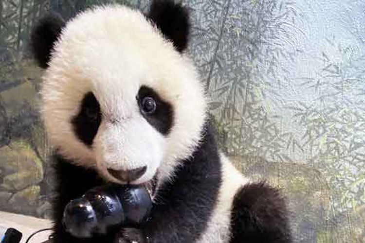Baby panda (longform mobile)
