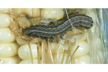 The fall armyworm is native to the Americas, but has quickly invaded southern Africa and is wreaking havoc on crops there.