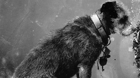 This Saturday, celebrate Owney the dog, the unofficial mascot for the U.S. Railway Mail Service.