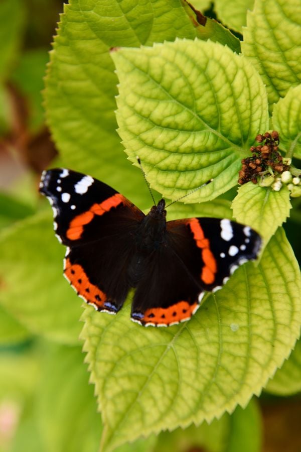 red admiral butterfly on flower plant thumbnail