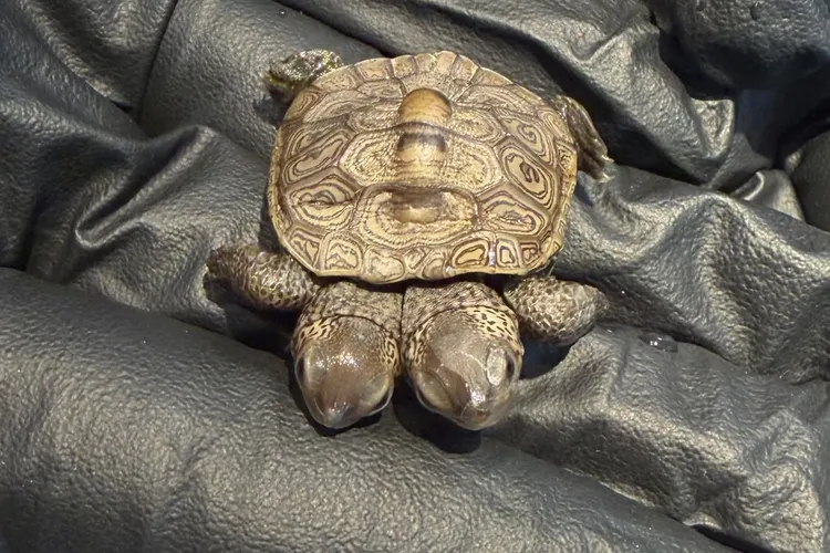 The rare two-headed turtle was found at a proteted nesting site.
