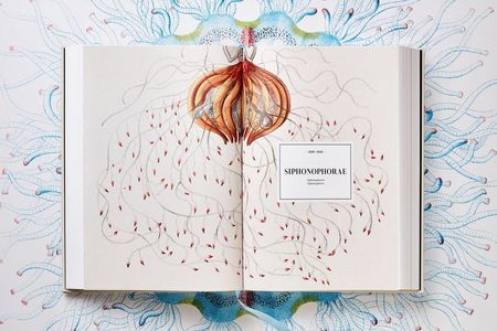 The stunning image that opens the Siphonophorae chapter in  The Art and Science of Ernst Haeckel. Each gelatinous siphonophore is actually a group of colonial organisms all living and working together. To grow, they clone themselves—each new minion specialized for a specific function.