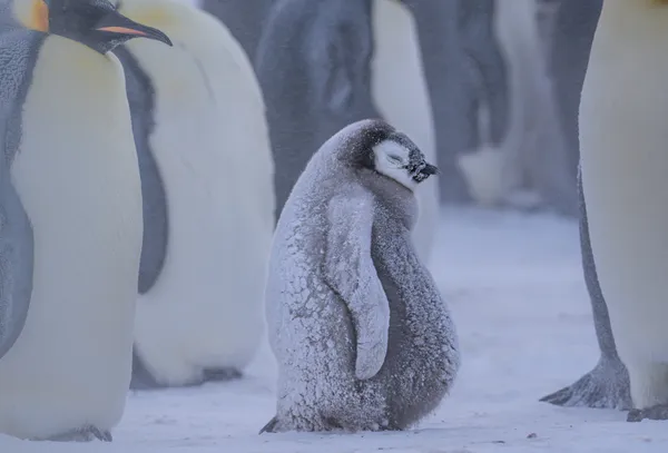 A Frozen Fat Emperor Penguin Chick thumbnail