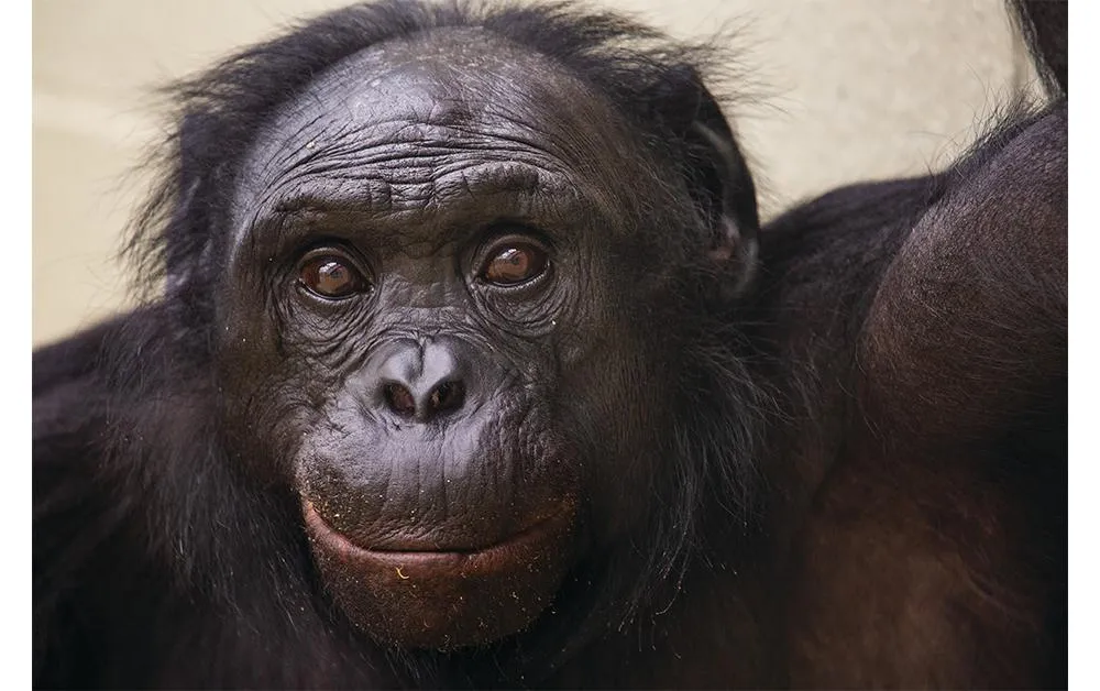 Bonobo opener_SM 