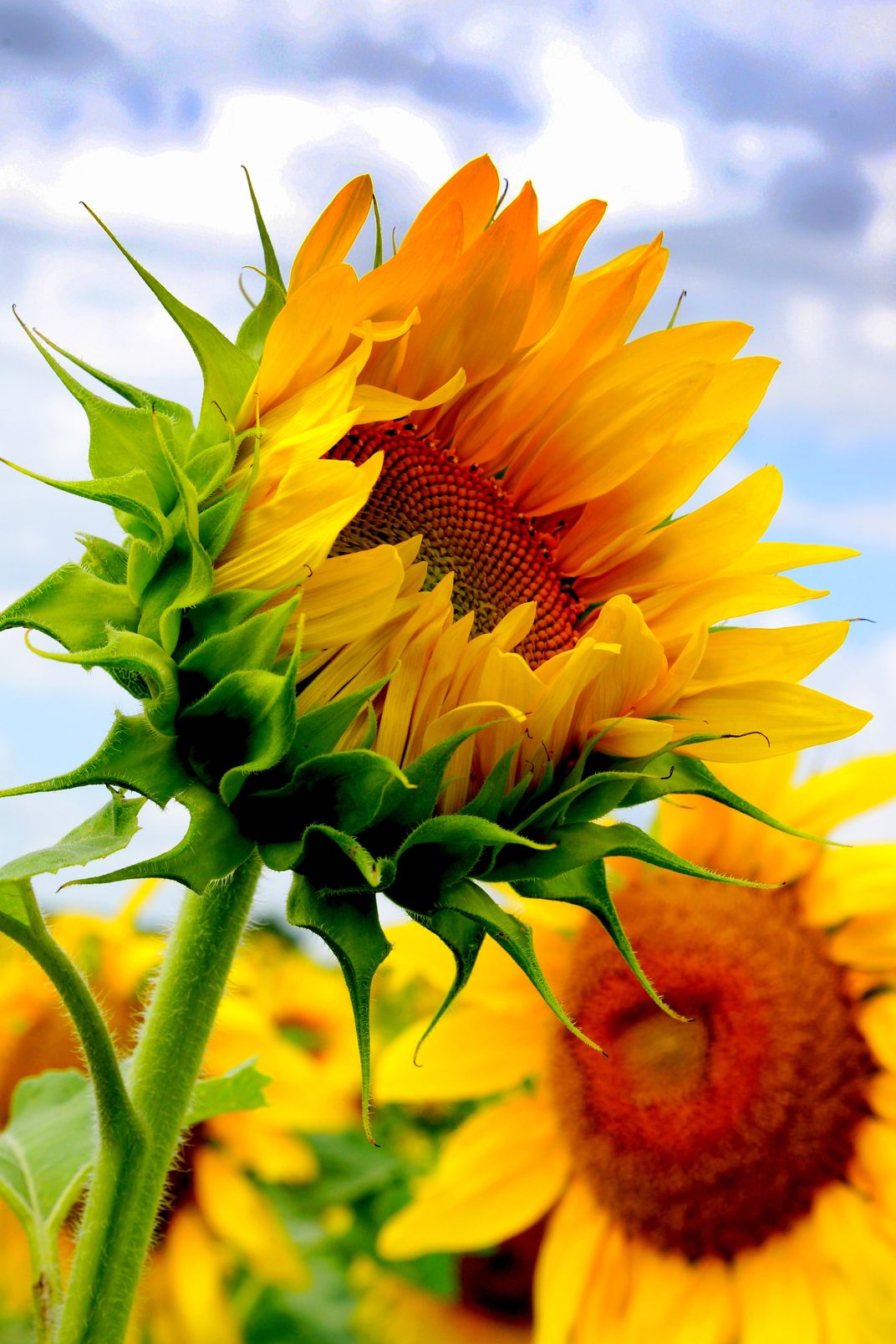Beautiful Sunflowers Smithsonian Photo Contest Smithsonian Magazine 2304