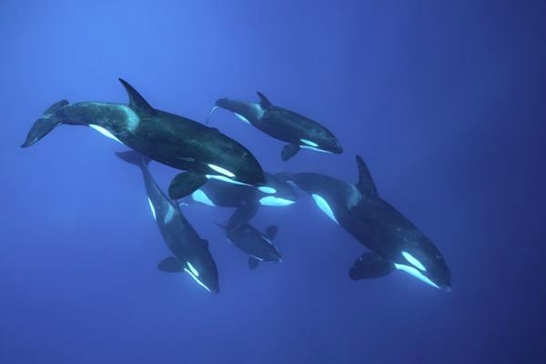 We are ORCA thumbnail
