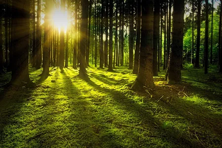 Forests are grappling with wildfires, insect infestations, extreme weather events, invasive species and other challenges.