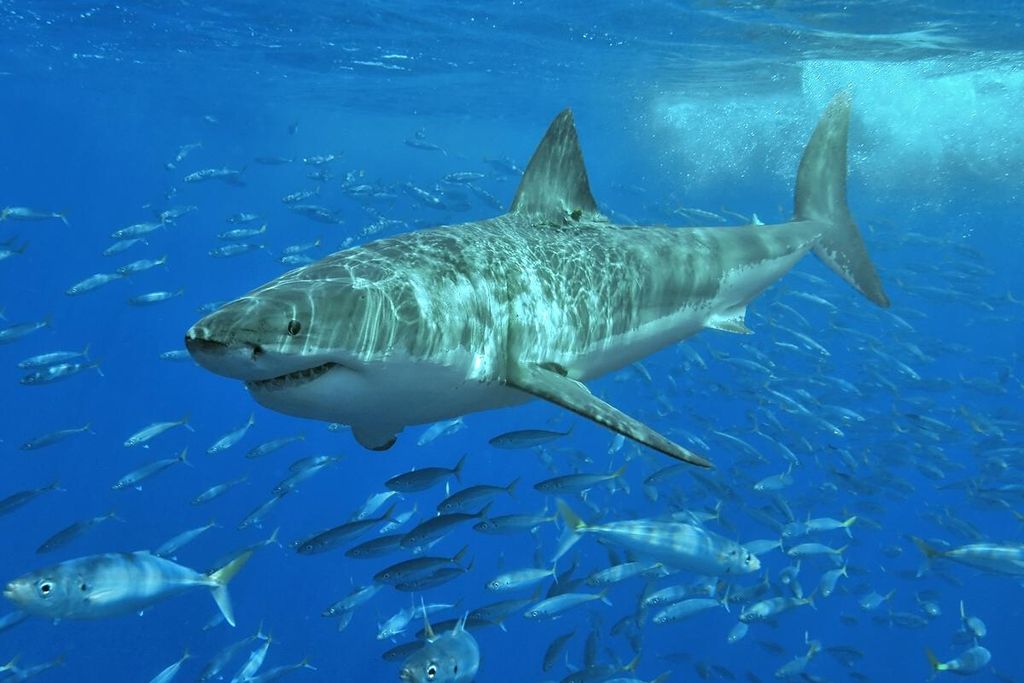 Great White Shark