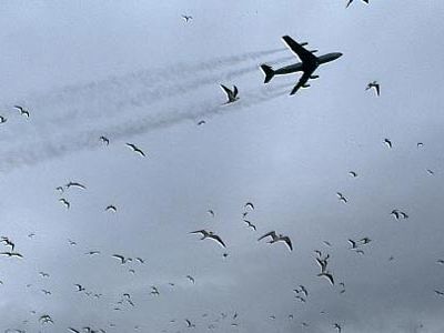 A US Air Force Boeing 707 disturbs a colony of sooty terns during takeoff.