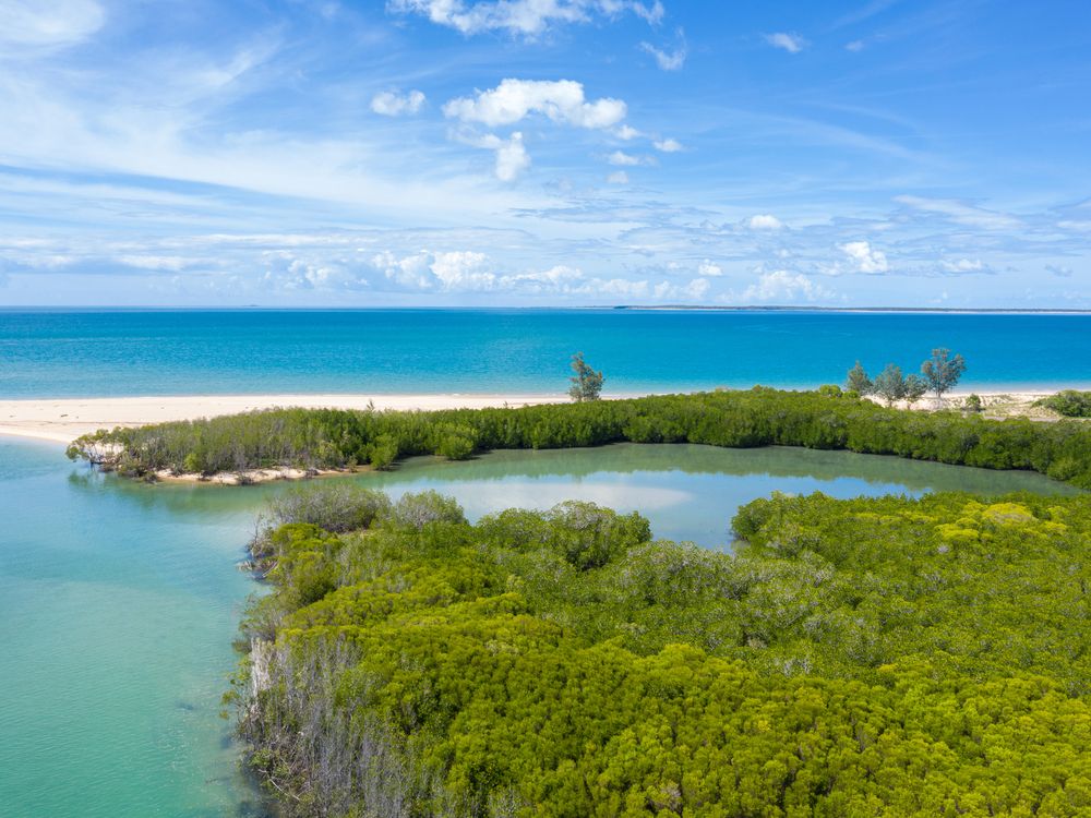 Mangroves