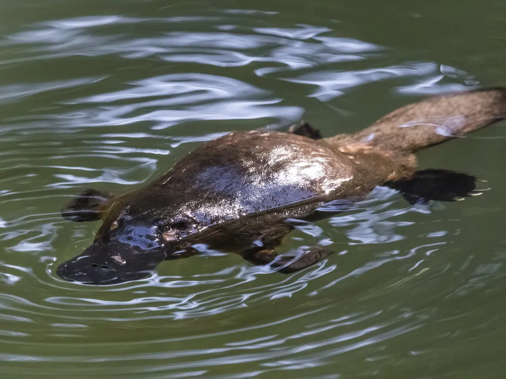 A platypus floats atop the water's surface with all four legs, and tail, splayed out