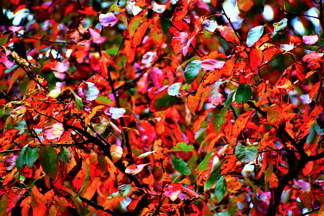 Autumn Colors | Smithsonian Photo Contest | Smithsonian Magazine