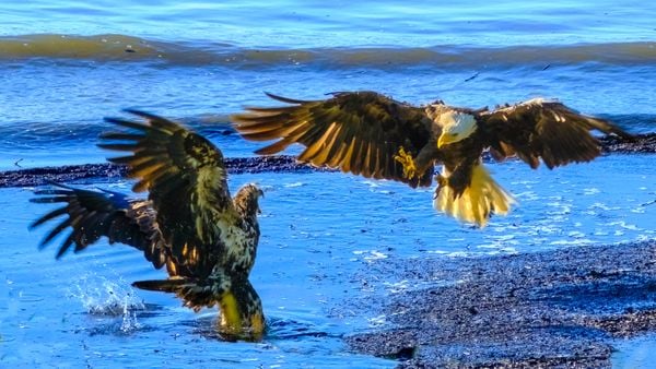 Mature and Juvenile Eagles Fighting on Potomac River thumbnail