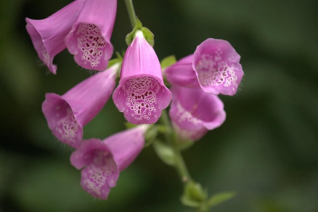 Purple foxglove 