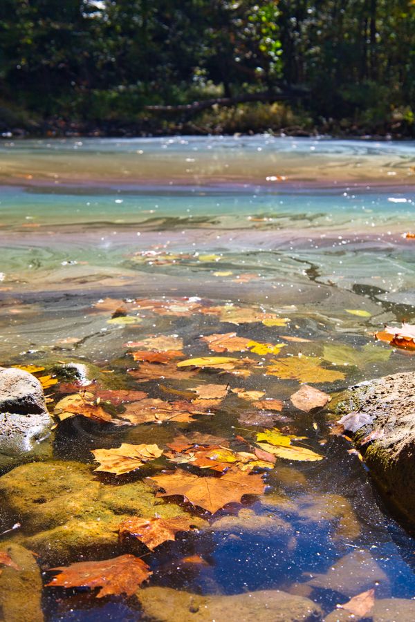 Rainbow Decay at Harpeth River State Park thumbnail