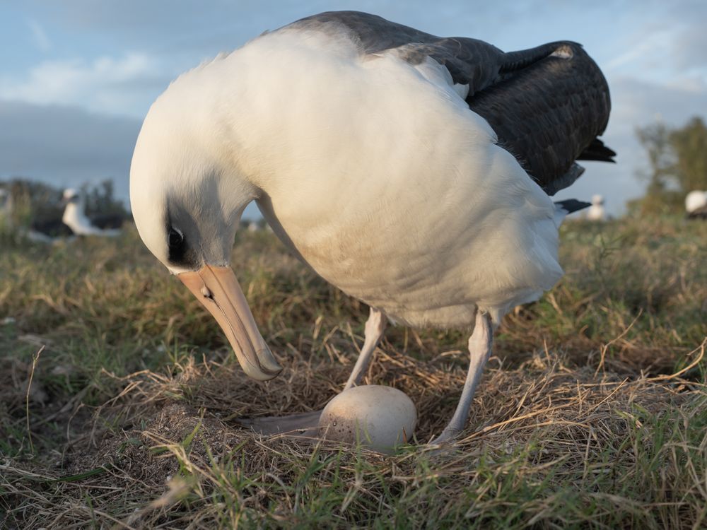an adult Laysan albatross stands over an egg, bending its beak down toward the egg