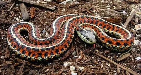 A friendly garter snake