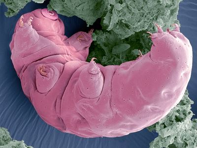 A scanning electron microscope image of the water bear.
