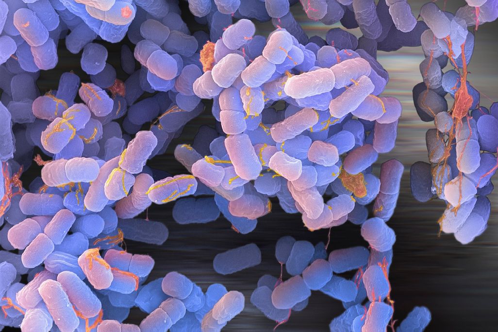 E. coli
