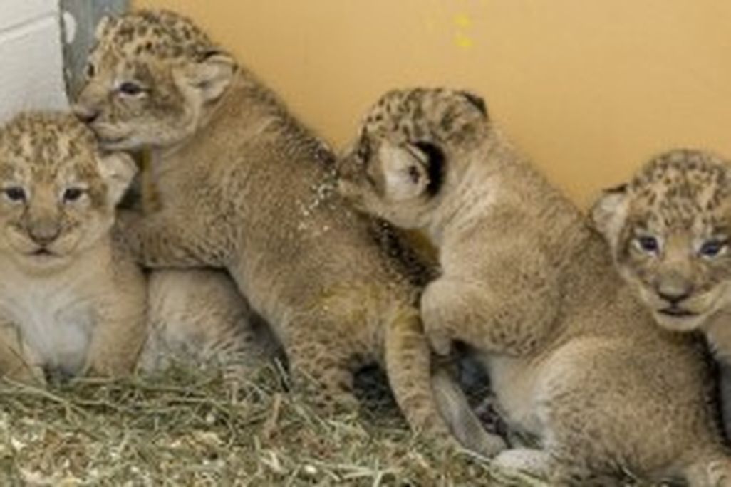 20110520110723zoo-2-300x170.jpg