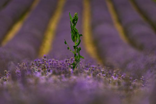 Green rebel among purple rows thumbnail