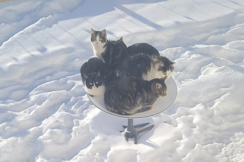 Five cats piled onto a Starlink satellite dish in a snowy yard