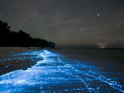 Phytoplankton light up the beach on Vaadhoo.