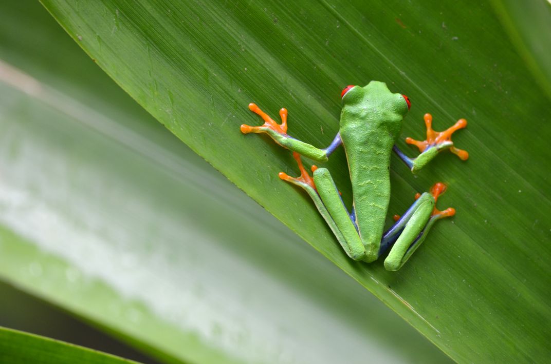 Tree Frog | Smithsonian Photo Contest | Smithsonian Magazine