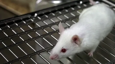 A newly developed compound temporarily restored sight in otherwise blind mice.