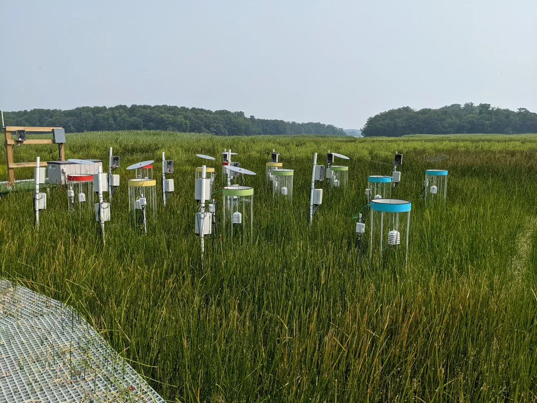 Twelve cylindrical, translucent chambers stand in a green wetland, with red, yellow, green or blue rims. Each chamber has a clear disk propped roughly a foot above its top.