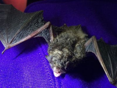 A bat undergoing a UV light treatment