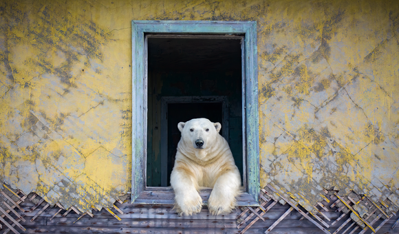 Polar frame - Dmitry Kokh.png