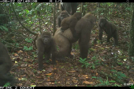 A camera trap image of a Cross River gorilla with multiple babies, taken in the Mbe mountain region of Nigeria on June 22, 2020