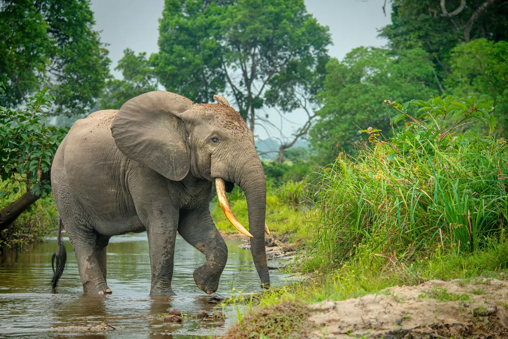 an elephant walks in shallow water in front of forest greenery