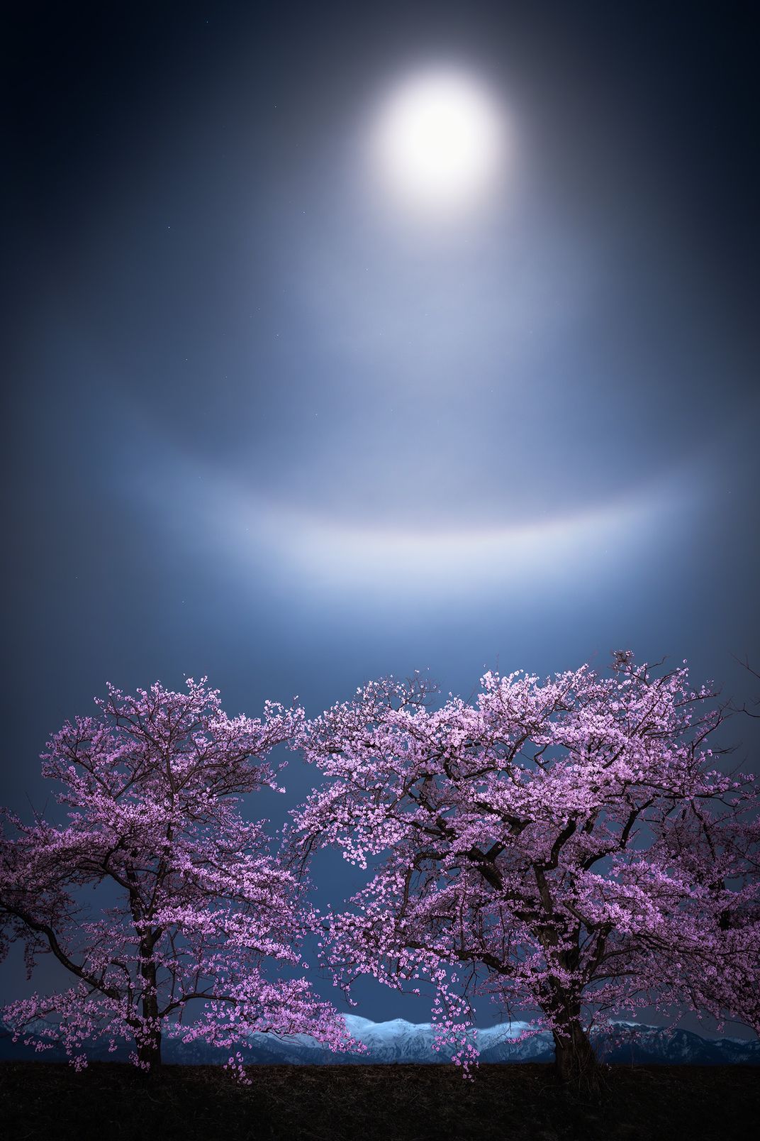 Moonlight arcing over cherry blossom trees