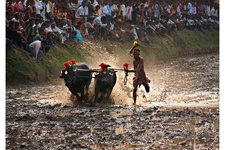 A Kambala, or buffalo race in Mangalore, India.