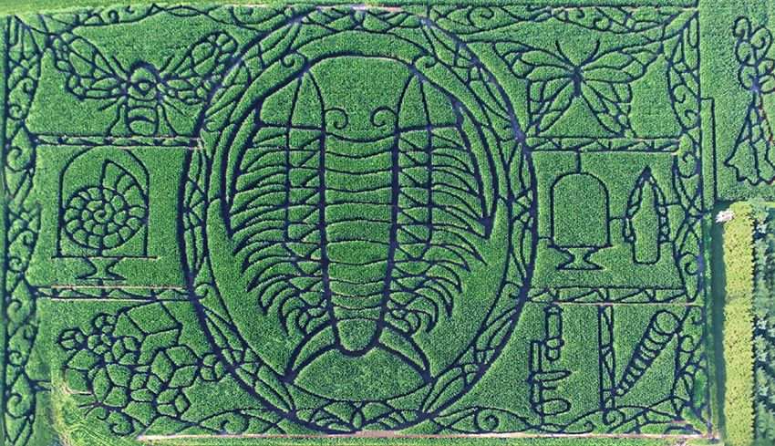 Trilobite Maze