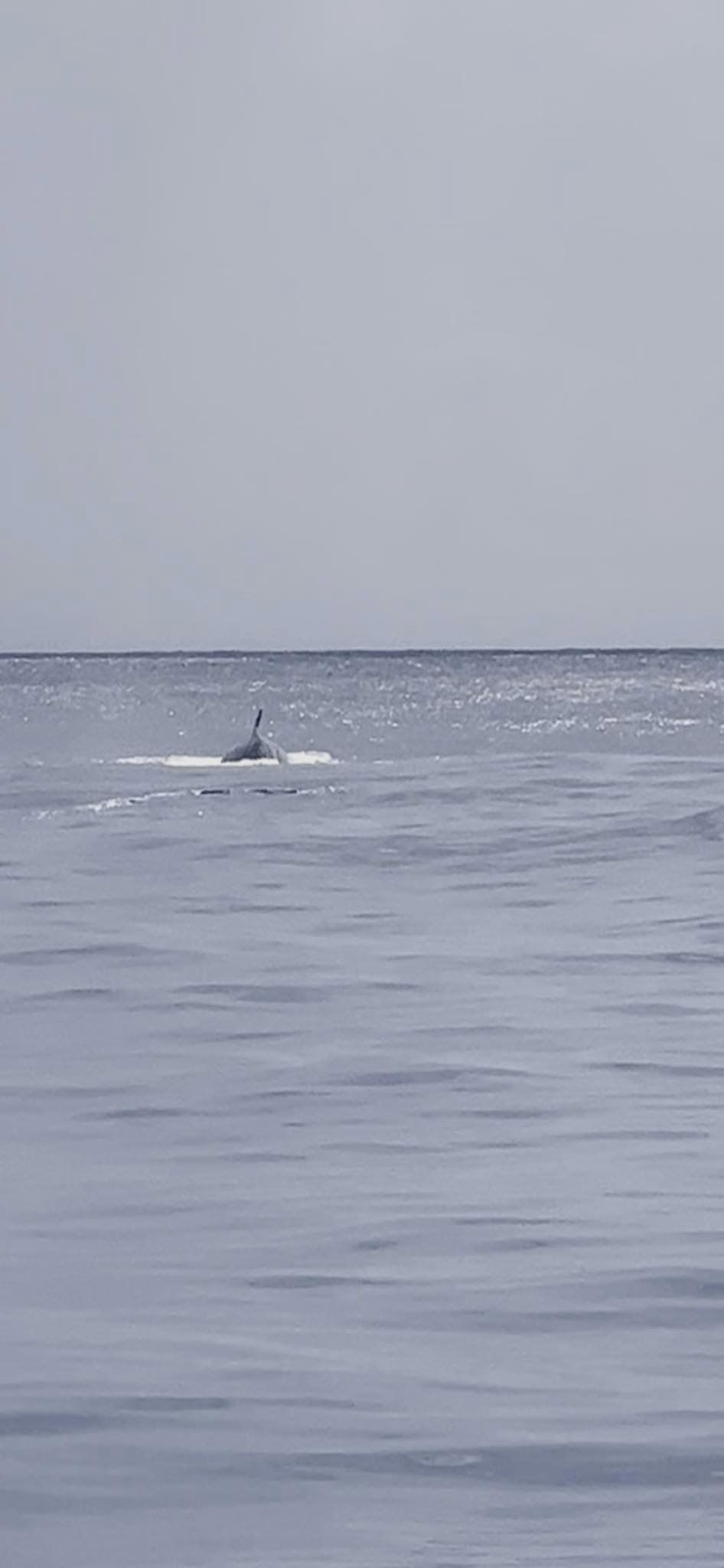 the back of a whale and its fin stick out of the top of the water