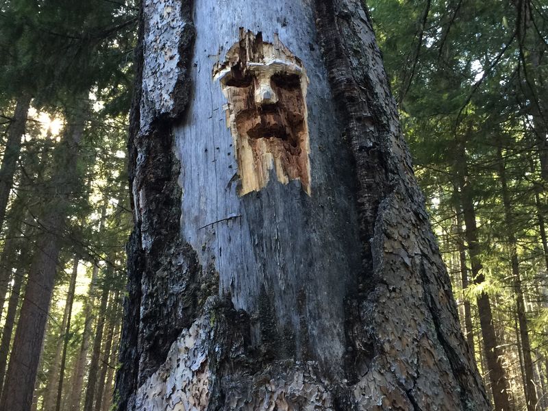 The Trees Have Eyes Smithsonian Photo Contest Smithsonian Magazine