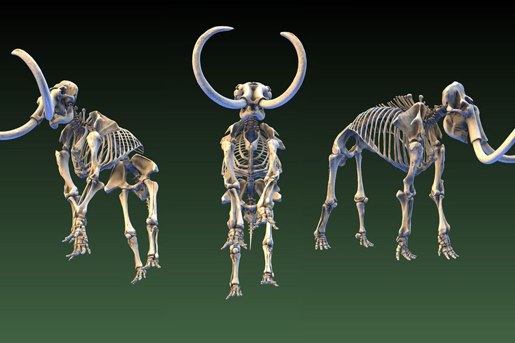 Mammoth skeleton