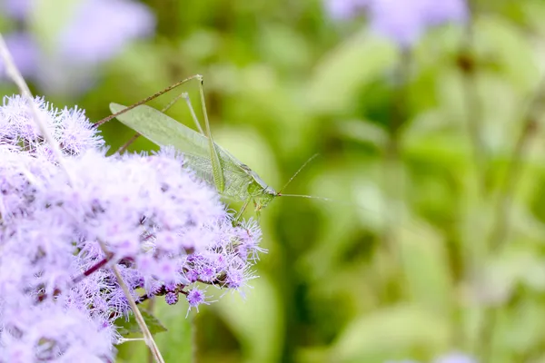 Hiding Among The Mistflower thumbnail