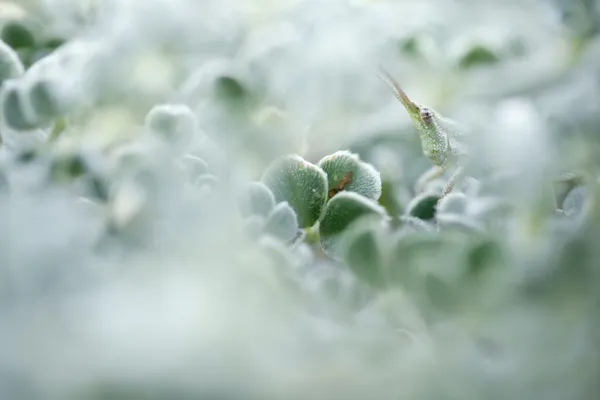 Hiding mode thumbnail