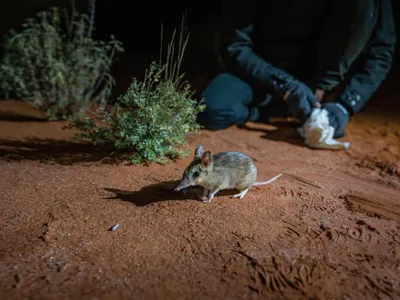 A bandicoot uses its nose to sniff out subterranean insects, leaving behind shallow holes known as &ldquo;snout pokes.&rdquo;