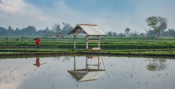 A rice paddy in Bali. thumbnail