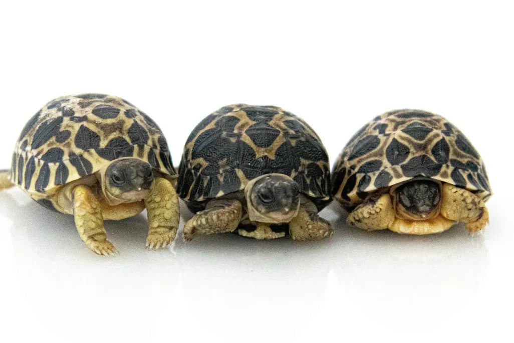 three small radiated tortoises