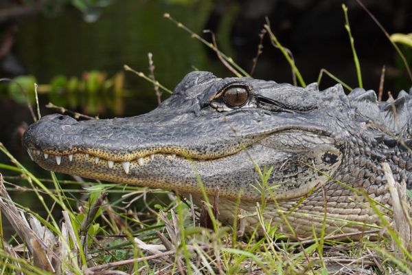 Everglades Gator watching you closely thumbnail