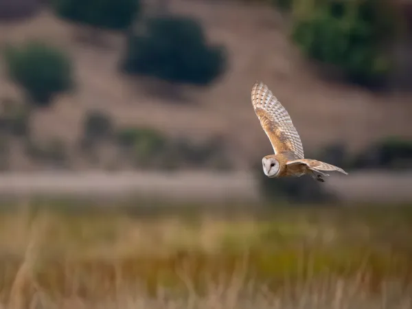 American Barn Owl swooping over a field thumbnail