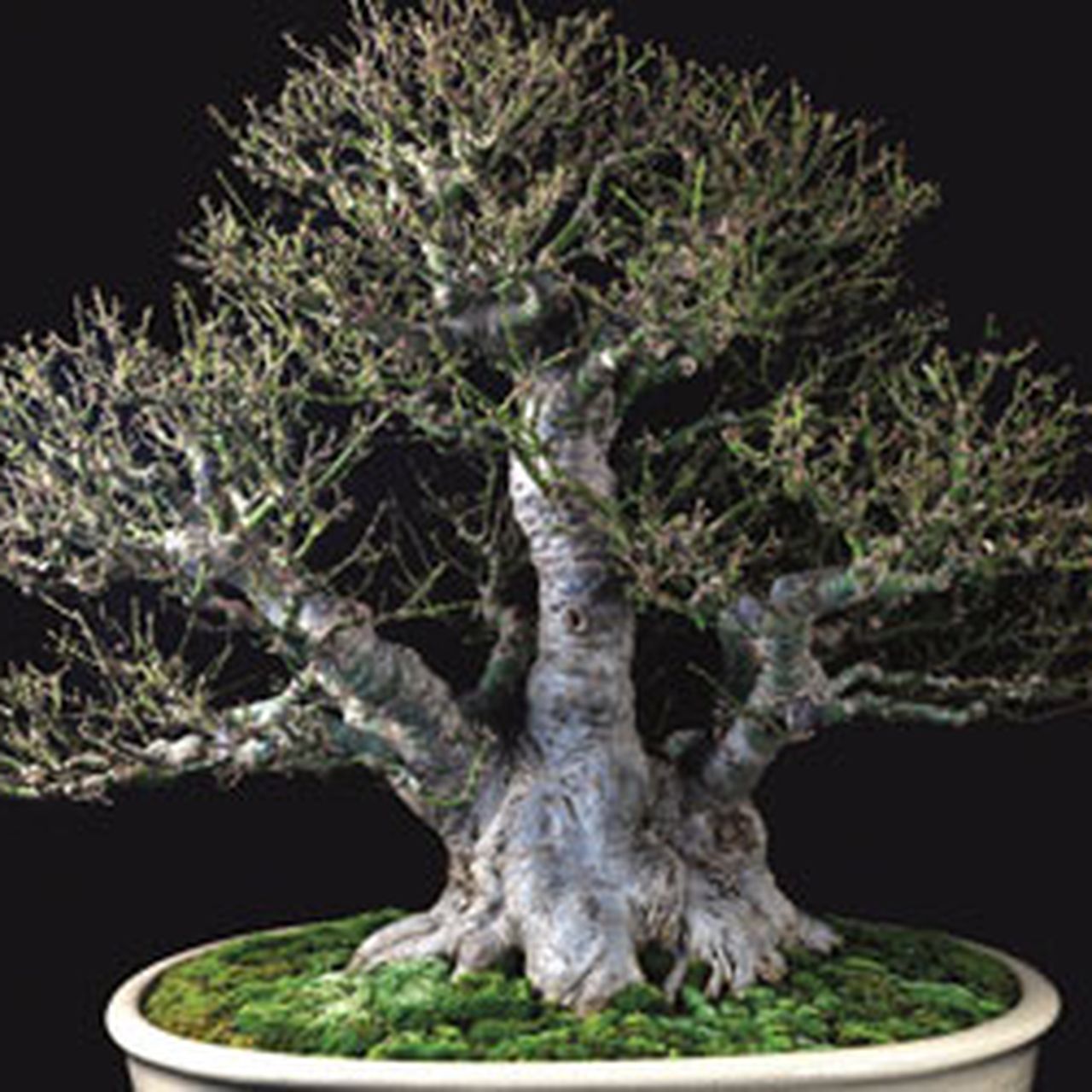 Picture-Perfect Bonsai