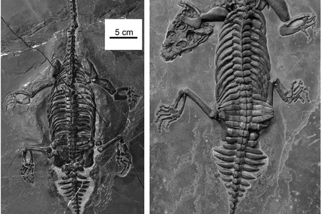 Qing-Hua Shang, Xiao-Chun Wu and Chun Li / Journal of Vertebrate Paleontology

